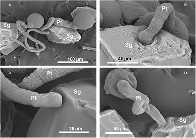 Nanoporous silica gel can compete with the flower stigma in germinating and attracting pollen tubes